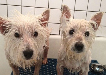 new mexico veterinarian