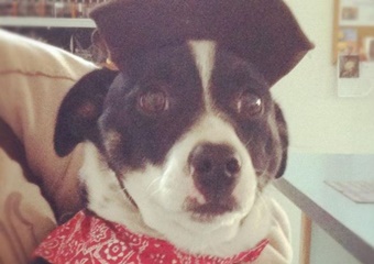 taos pet friendly vet