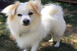 kim's pampered pets dog grooming in big bear california