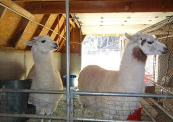 pet friendly hotel in taos